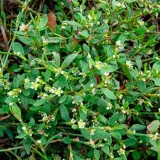 Travnjak: opis, svojstva i primjena