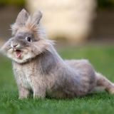 Tri vrste rinitisa kod kunića: liječenje i prevencija