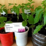 Trichopolum za rasad paradajza