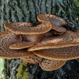 Ljuskava tinder (polyporus squamosus): fotografija i opis, recepti