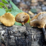 Varijabilna gljiva tinder (polyporus varius): fotografija i opis