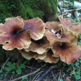 Kestenova šljunka (polyporus badius): fotografija i opis