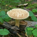 Trutovik gomoljasti: fotografija i opis