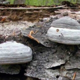 Trutovik obični (pravi): opis i fotografija, ljekovita svojstva