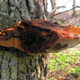 Bristle tinder (bristle-haired tinder): fotografija i opis kako utiče na drveće