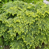 Kanadska kukuta jeddeloh: opis, fotografija, recenzije, zimska otpornost