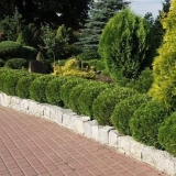 Tui u pejzažnom dizajnu: fotografije na lokaciji, na selu, kompozicije s hortenzijama