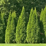 Thuja div (presavijena, thuja plicata): opis sorti sa fotografijama i nazivima