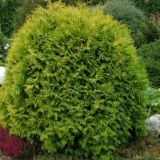 Thuja globoza: opis, sadnja i njega