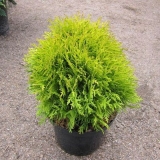 Thuja miriam western - opis sorte, sadnja i njega