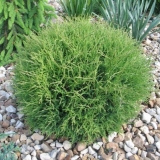 Thuja sferična mr. Kugla za kuglanje (mr. Lopta za kuglanje): opis, fotografija