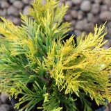 Tuja presavijena foreva goldi (zauvijek goldi, zauvijek goldi): fotografija i opis