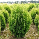 Tuja presavijena: opis, sorte, sadnja i njega