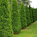 Thuja spiralis - opis sorte, sadnja i njega