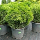 Tuja u saksiji: uzgoj kod kuće