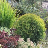 Tuja zapadni zlatni globus (zlatni globus): fotografija u pejzažnom dizajnu