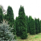 Tuja zapadni stup (stub): fotografija i opis, recenzije, sadnja i njega