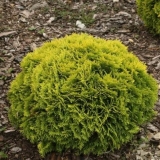 Tuja zapadna miriam (mirjam): fotografija i opis