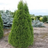 Tuja zapadni smaragd (smaragd): fotografija i opis, veličina, otpornost na mraz, sadnja i njega