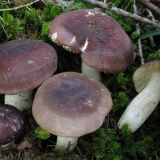 Turska russula: opis gljiva, fotografija