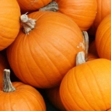 Bush bundeva: sorte s opisima i fotografijama, recenzijama