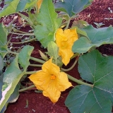 Mramor bundeve: recenzije + fotografije