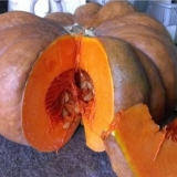 Bundeva muscat de provence (muscat provence): opis sorte