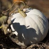 Slatka zimska bundeva: opis i fotografija