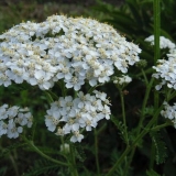 Biljka stolisnika: opis, svojstva i upotreba