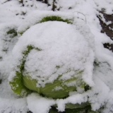 Berba kasnog kupusa za skladištenje: termini, u predgrađima, na uralu, u sibiru