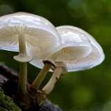 Udemansiella mucosa: fotografija i opis