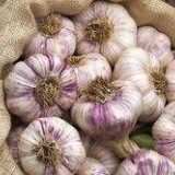 Đubriva za prolećni beli luk