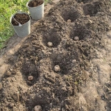 Đubriva za krompir prilikom sadnje u rupu u proleće