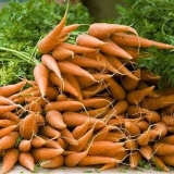 Gnojiva za šargarepu na otvorenom polju