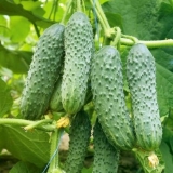 Gnojiva za krastavce na otvorenom polju