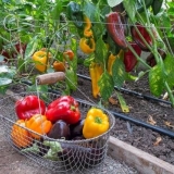 Gnojiva za paprike u plasteniku