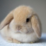 Njega i održavanje ukrasnih zečeva kod kuće