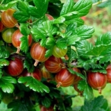 Njega ogrozda nakon berbe