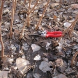 Njega maline u avgustu septembru - glavne faze