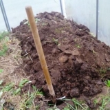 Briga o krastavcima u stakleniku