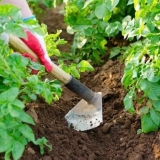 Koje biljke se ne mogu brusiti, inače ćete ostati bez uroda