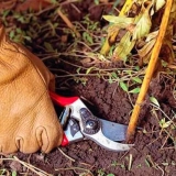 Briga o božurima nakon cvatnje u julu