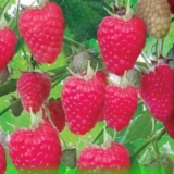 Njega remontantnih malina