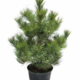 Briga za bor u saksiji