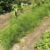 Aurora kopar: recenzije, fotografije, uzgoj