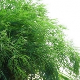 Brada monaha kopra: recenzije + fotografije