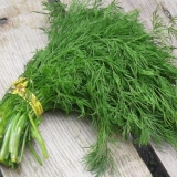 Dill gribovsky: recenzije, fotografije, sadnja i njega