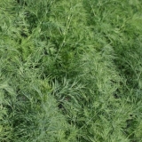 Krokodil kopar: recenzije + fotografije