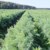 Bush kopar: sorte sa fotografijama i opisima, recenzijama