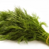 Dill lesnogorodsky: karakteristike sorte